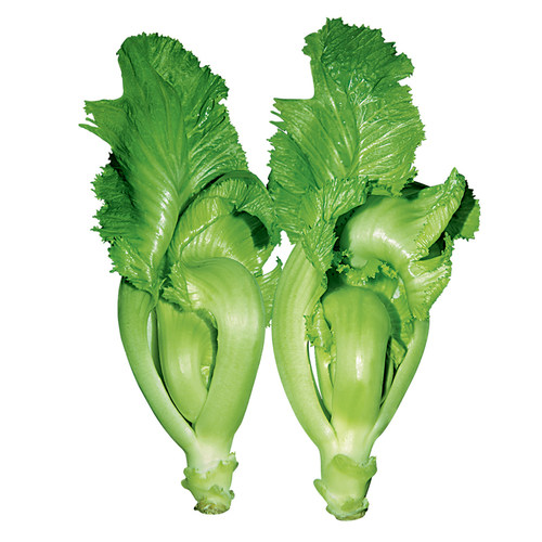 水东芥菜卷心大芥菜种子蔬菜四季播春菜种籽种孑秋冬季蔬菜种子 - 图3