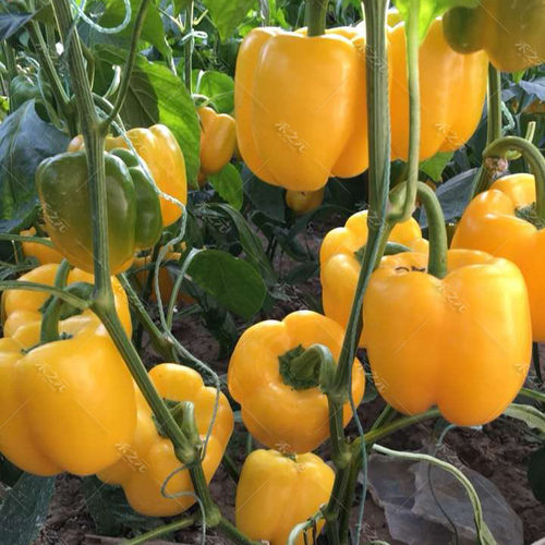 彩椒蔬菜甜椒种籽五彩甜椒种子四季春方椒灯笼椒苗蔬菜孑禾之元 - 图0