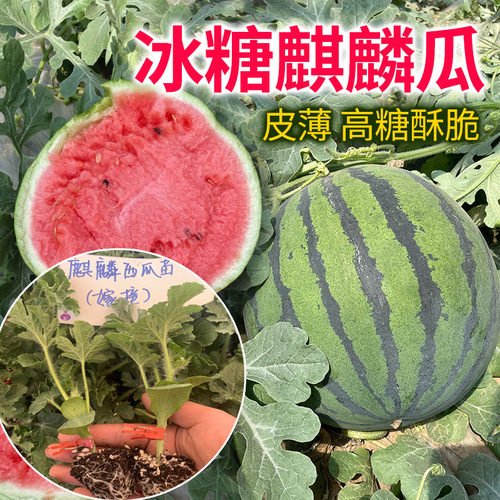 甜王西瓜种子8424红玉麒麟懒汉西瓜种籽种四季春季2k西瓜苗秧孑 - 图0