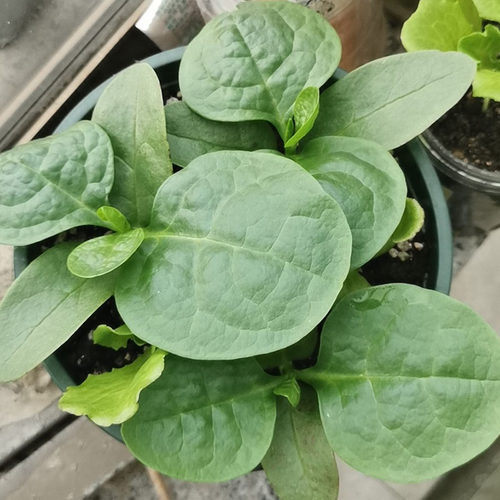 木耳菜小青菜种子菜苗蔬菜种籽四季菜籽秋春季种籽大全木耳菜种孑 - 图2