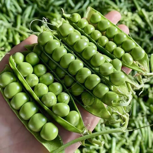 樱花甜豌豆种子甜脆青豆台湾水果四季农家翠春季冬季荚豆春季秋籽 - 图0