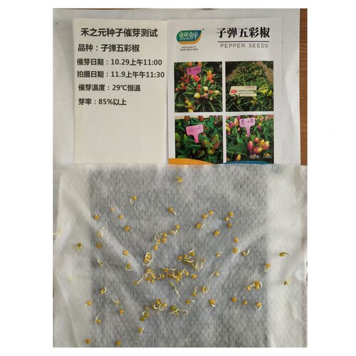 五彩椒种子七彩辣椒种籽四季朝天椒辣椒种孑蔬菜种苗小米盆栽线椒 - 图2