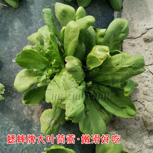 茼蒿菜籽大叶茼蒿种子茼蒿菜种大全秋蔬菜茼蒿种籽春夏秋冬四季孑 - 图2