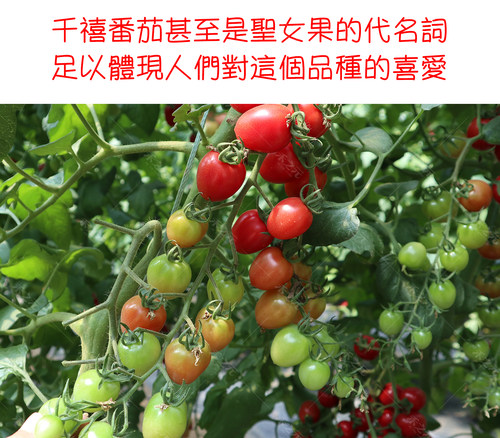 千禧圣女果苗西红柿种子苗樱桃番茄种籽盆栽四季春季农家蔬菜种孑 - 图1