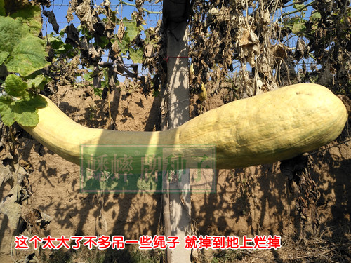 巨型神奇砍瓜种子盆栽种籽特大春播爬藤四季春季秋季庭院蔬菜种孑 - 图2