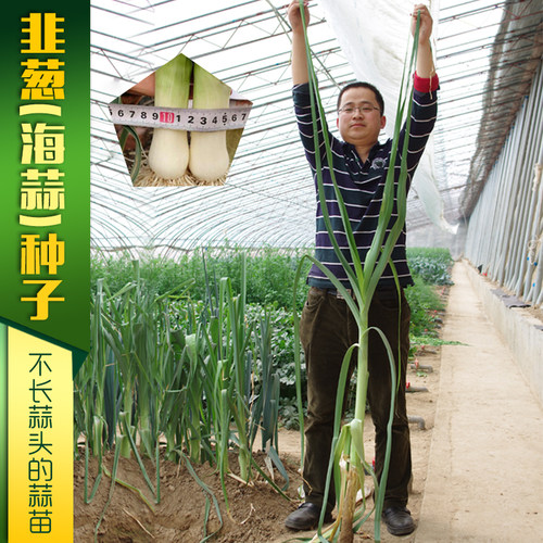 韭葱种子蒜苗海蒜小根蒜青蒜菜大蒜四季播春籽蔬菜种籽春秋冬季 - 图0