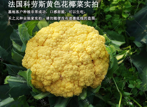 紫花菜种子黄绿紫菜花花椰菜四季菜花水果秋春季籽禾之元种业 - 图1