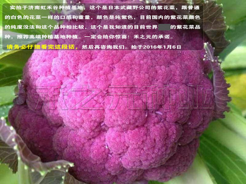 紫花菜种子黄绿紫菜花花椰菜四季菜花水果秋春季籽禾之元种业 - 图2