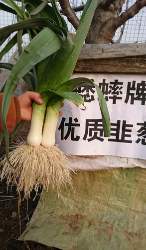 韭葱种子蒜苗海蒜小根蒜青蒜菜大蒜四季播春籽蔬菜种籽春秋冬季 - 图2