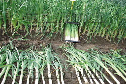 韭葱种子蒜苗海蒜小根蒜青蒜菜大蒜四季播春籽蔬菜种籽春秋冬季 - 图1