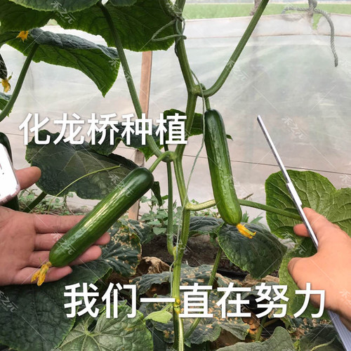 荷兰3099水果黄瓜种子春夏秋冬播蔬菜籽雌性高产耐热季盆栽旱种苗 - 图2