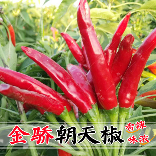朝天椒种子辣椒籽 小米椒秧苗 朝天椒苗盆栽阳台蔬菜种子春季四季 - 图1