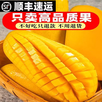 Hainan Jinhuang Mango Fresh 10 catties Sanya specific fruit When season the whole box of water Xianang
