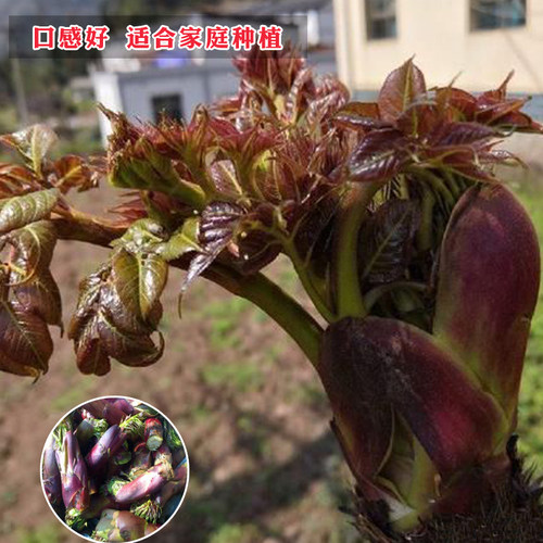 刺老芽种子东北刺老芽籽春播四季山野菜香椿芽蔬菜种孑多年生 - 图2