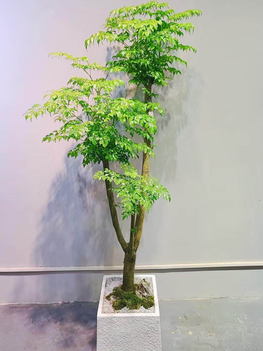 原生老桩大幸福树幌伞枫盆栽多头大型绿植客厅盆栽办公室内植物