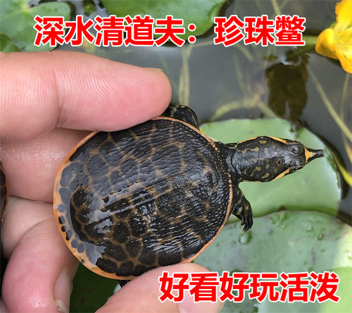 美国深水珍珠鳖小鳖苗活体乌龟活物观赏甲鱼清道夫吃粪龟黄沙角鳖 - 图0