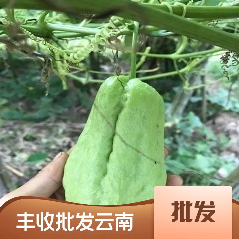 云南佛手瓜新鲜丰收瓜洋丝瓜倭寿瓜洋瓜农家自种蔬菜产地直发包邮-图0