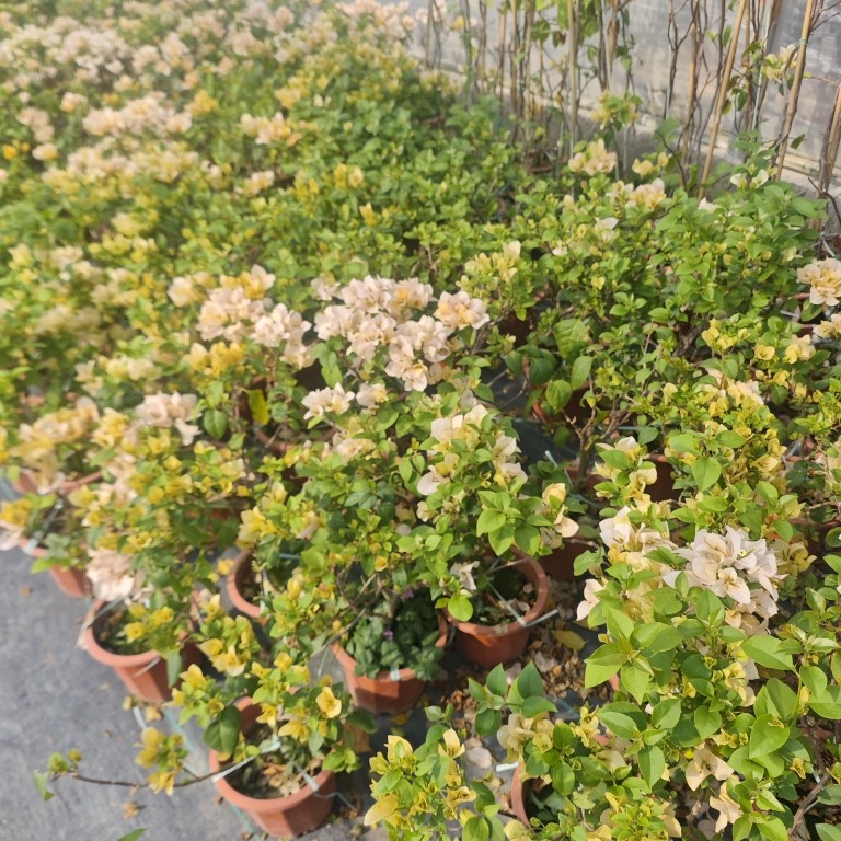 苏瓦娜三角梅盆栽黄色四季开花老桩爆花阳台庭院绿植 耐寒易活,淘宝优惠券,粉丝福利购,淘宝优惠卷