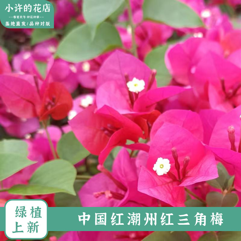 三角梅一物一拍直播间用链接1,淘宝优惠券,粉丝福利购,淘宝优惠卷