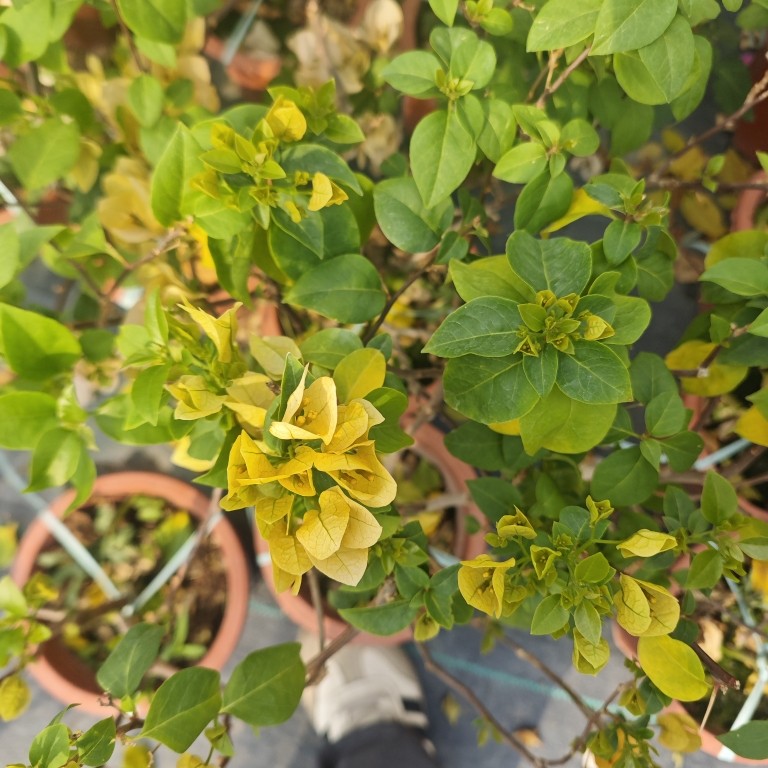 苏瓦娜三角梅盆栽黄色四季开花老桩爆花阳台庭院绿植 耐寒易活,淘宝优惠券,粉丝福利购,淘宝优惠卷