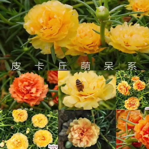 【带根带土】重瓣太阳花苗宿根混色多色植物绿植室内外花卉 - 图1