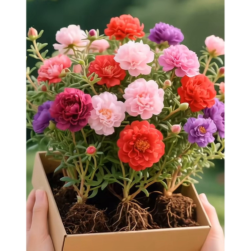 【带盆带土种好】重瓣太阳花苗阳台植开花物带花苞混色室内庭院 - 图2