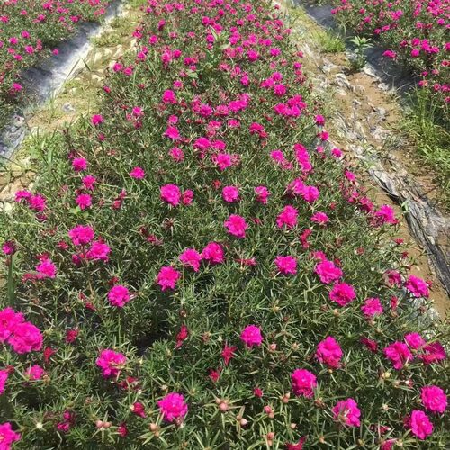 【带盆老桩】重瓣太阳花老桩牡丹玫红王四季花苗多年生宿根大花 - 图2