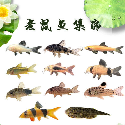清道夫老鼠鱼黄金胡子白鼠花椒咖啡熊猫珍珠鼠底栖除藻清洁工具鱼 - 图3