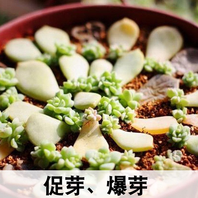多肉植物专用爆芽素叶插发芽素 热品库 性价比省钱购