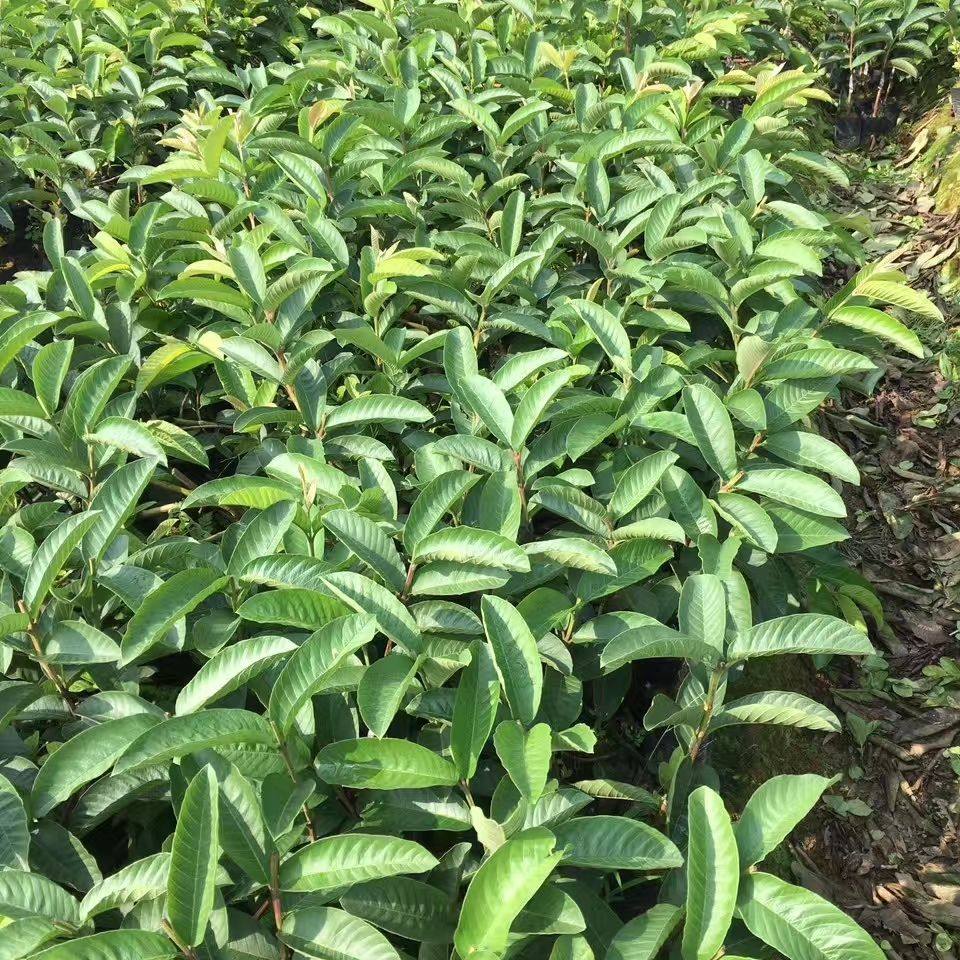 《万春优特》粉红蜜绿钻珍珠红宝石帝王翠玉四季胭脂红珍翠芭乐,淘宝优惠券,粉丝福利购,淘宝优惠卷