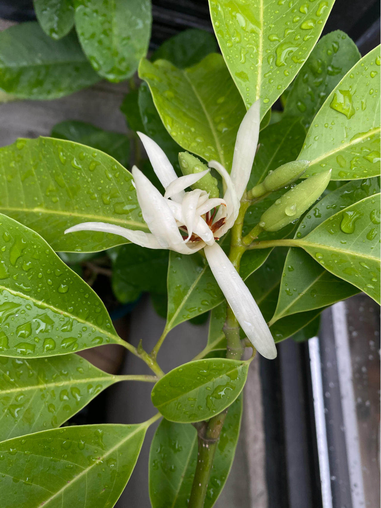 四季白兰花盆栽树苗矮化室内花卉浓香型带花苞黄角兰庭院大型绿植