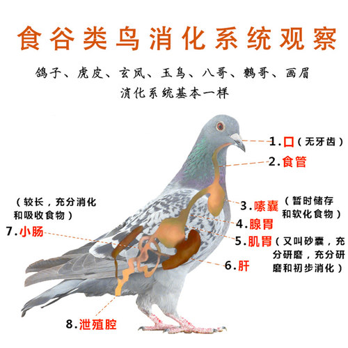 炫料保健砂鸟食鹦鹉粮红土贝壳粉饲料虎皮文鸟玉鸟金青一件250克 - 图2