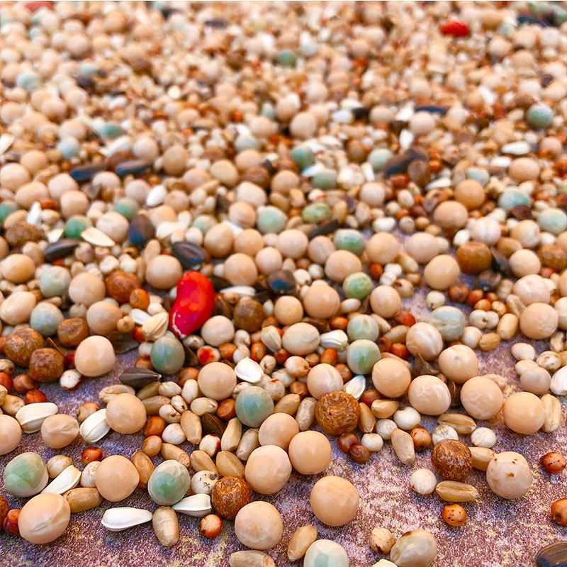 包邮5斤装鸽子粮无玉米幼鸽鸟粮鸟食信鸽观赏鸽肉鸽粮赛鸽粮幼鸽,淘宝优惠券,粉丝福利购,淘宝优惠卷