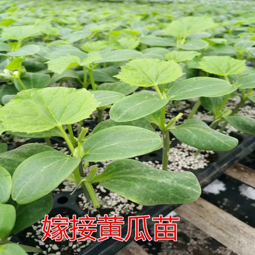 西红柿苗 嫁接黄瓜苗茄子苗  辣椒苗 苦瓜苗 各种蔬菜苗高产品种 - 图3