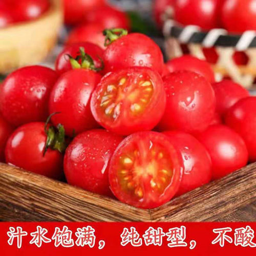釜山88红色樱桃番茄种子特色玲珑果抗病高产口感小番茄种子圣女果 - 图2