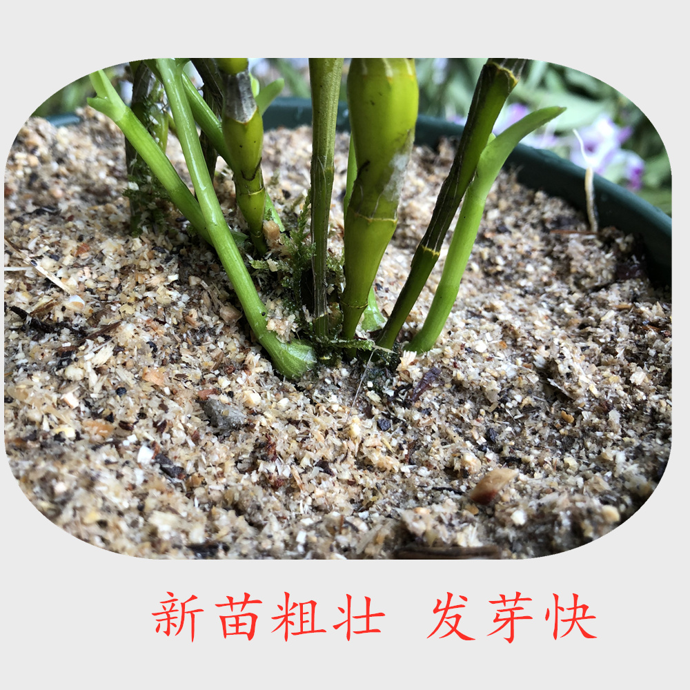 石斛兰花有机盆栽植料 专业配方保湿透气根壮苗肥 锯末花卉营养土