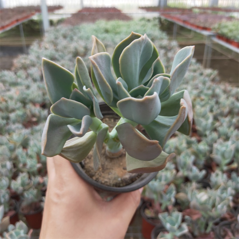 鹤氏多肉植物老桩群生大颗办公室阳台花卉绿植盆栽组合防辐射新手 - 图2