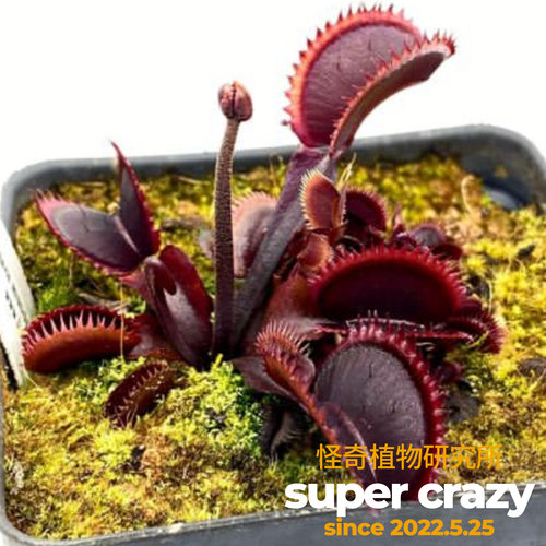 D.‘red piranha’红色食人鱼捕蝇草食虫植物红色系列大夹子品种 - 图2