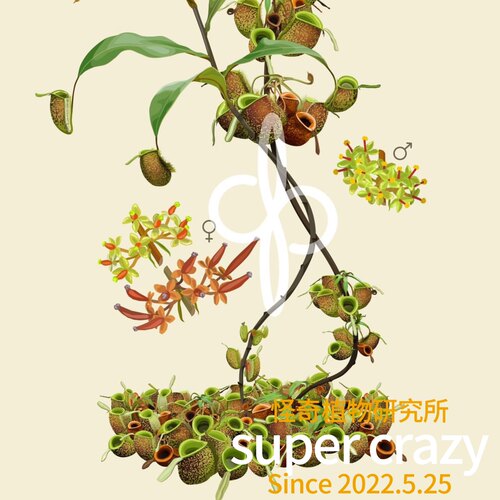 N.ampullaria苹果猪笼草食虫植物雨林生态缸微景观造景植物 - 图2