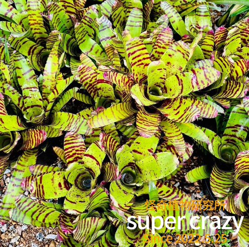 积水凤梨 bromelioideae 雨林缸雨林植物景观造景 - 图0