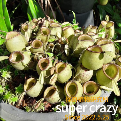 N.ampullaria苹果猪笼草食虫植物雨林生态缸微景观造景植物 - 图1