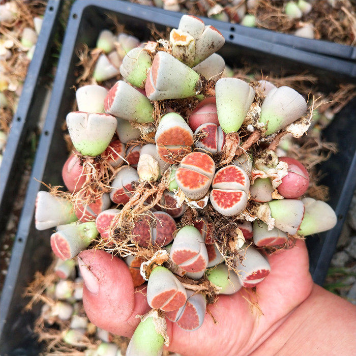 红窗玉一组8颗生石花两年株石头花番杏科多肉植物办公室小萌物