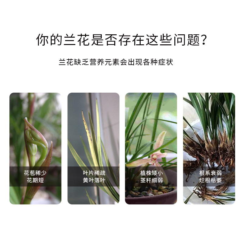 日本进口好康多易可多长效颗粒缓释肥复合肥兰花通用肥料植物营养_醉花园艺老店_鲜花速递/花卉仿真/绿植园艺-第1张图片-提都小院