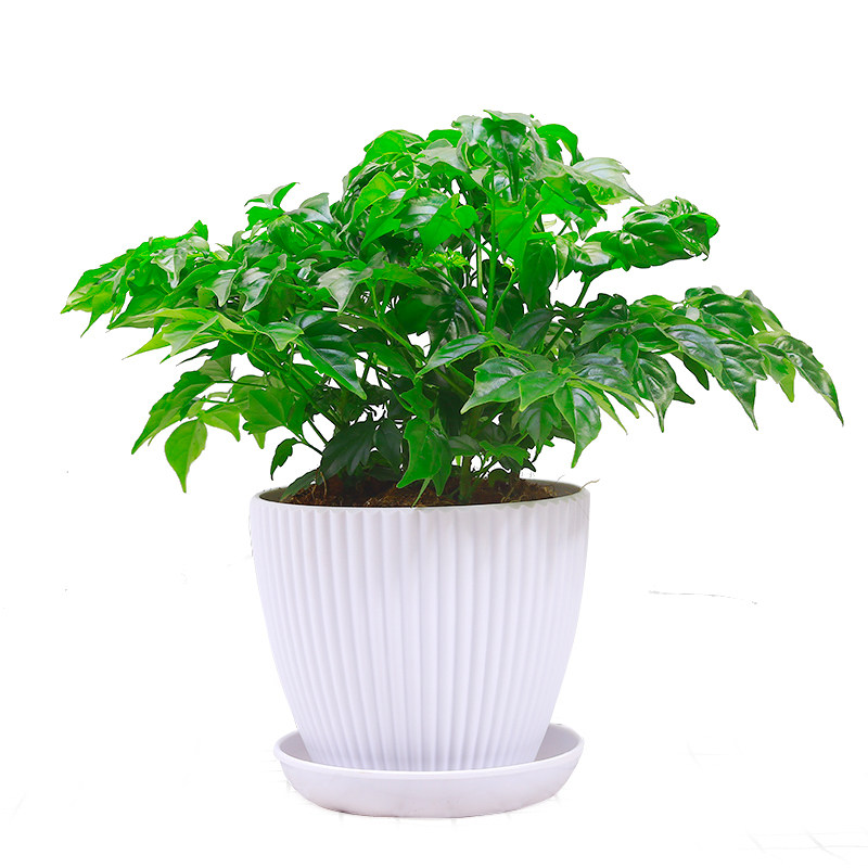 乐竞全站网页版登录入口下载新华社评论：乔帅离任中邦篮球邦际化经过不成逆转(乔壬飞篮球)