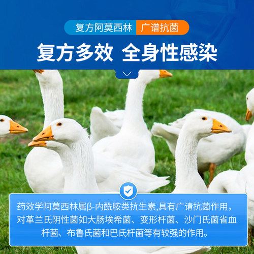 中龙神力复方阿莫西林克拉维酸钾可溶性粉兽用消炎猪鸡用禽牛羊药 - 图0