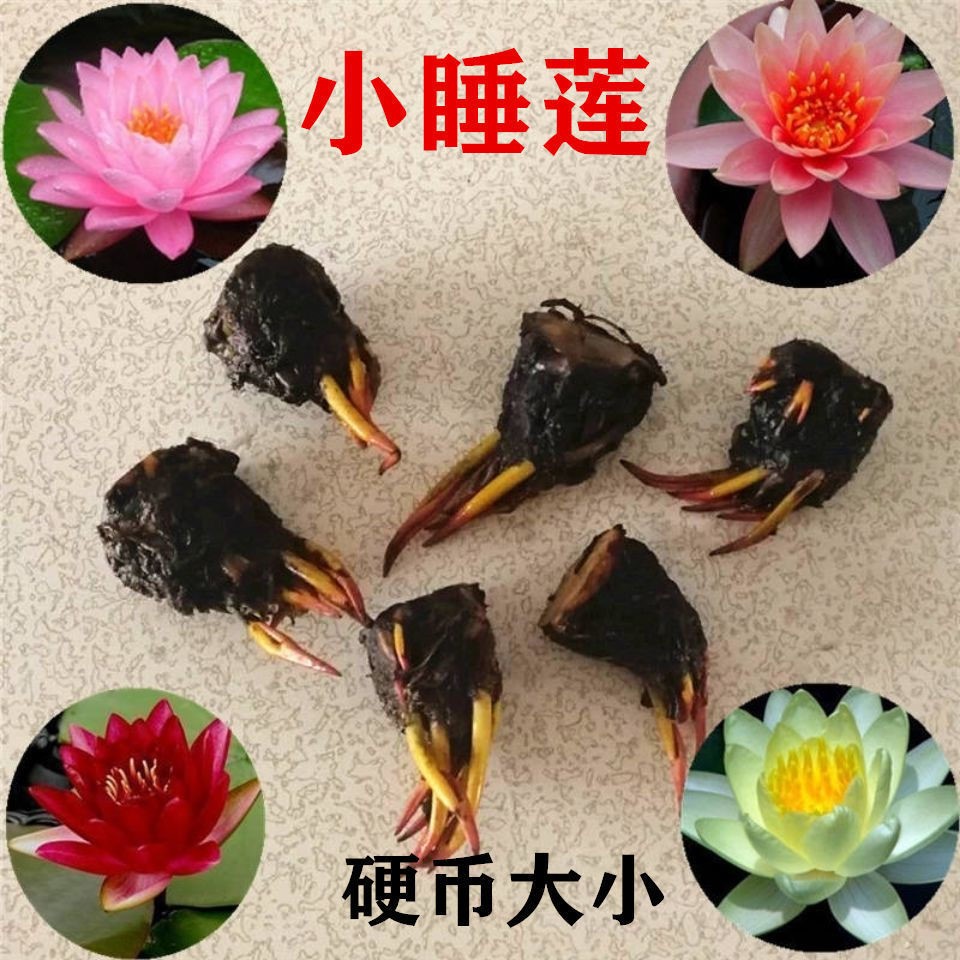 池塘睡莲花鱼缸睡莲根块带花苞四季盆栽水培植物庭院大小睡莲花苗 - 图3