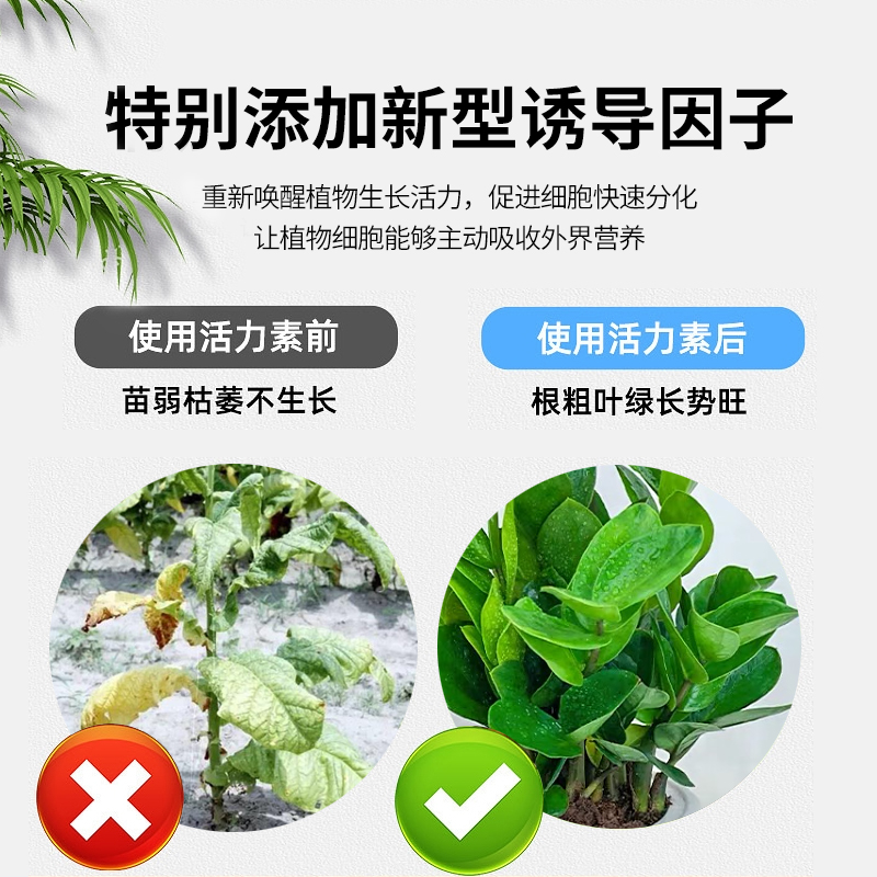 植物活力素浓缩营养液促生长促花养花发财树蔬菜绿植通用专用肥料 - 图1