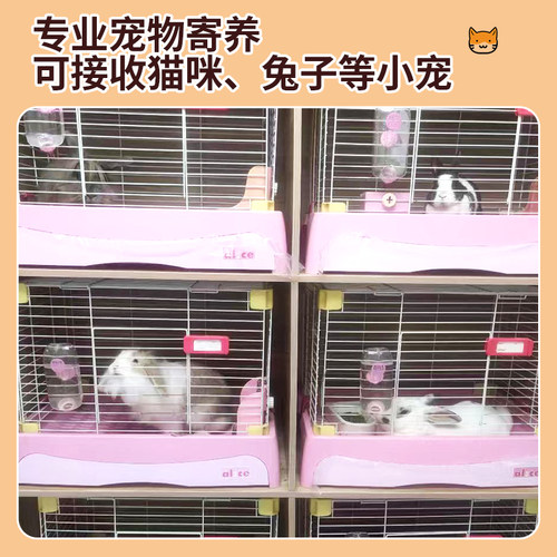 上海/苏州宠物寄养猫咪代管猫猫兔子龙猫仓鼠小宠托管长短期代养 - 图2