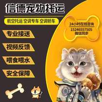 Pet Consignment Service National Cat Pooch Air Transport Steam Transport Beijing Shanghai Guangzhou Shenzhen Special Car People Pamby Car