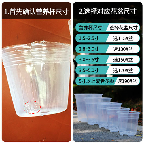 青山盆兰科专用加厚加硬塑料透气透明PP材质花盆适合蝴蝶兰君子兰 - 图1